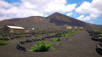Lanzarote : randonnée dans les vignobles de La Geria
