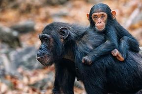 Trekking de trois jours à la rencontre des chimpanzés dans le parc national de Mahale