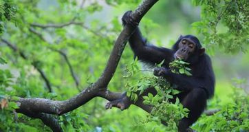 Gombe et Maharley ; meilleur circuit de 7 jours dans le sanctuaire des chimpanzés