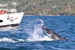 Samana : expérience d'observation des baleines dans la baie de Samana