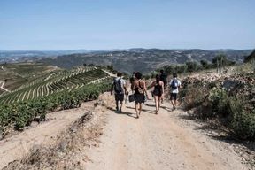 Vallée du Douro : Randonnée guidée de Provesende et São Cristóvão