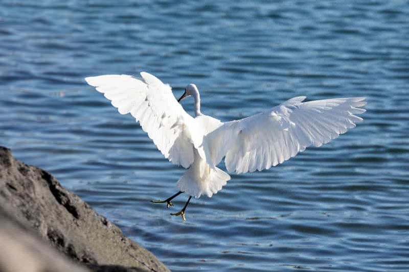 Açores : observation d'oiseaux marins et visite guidée d'un îlot