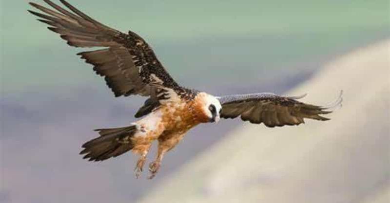 Excursions d'observation des oiseaux dans les montagnes du Simien et au lac Tana