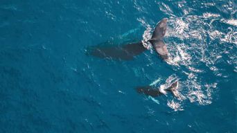 Kaikoura : vol avec commentaires pour l'observation des baleines