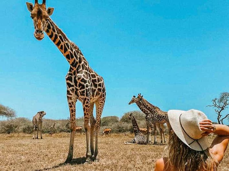 Mombasa : Promenade guidée dans la nature au milieu des girafes