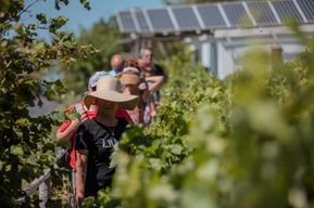 Ikaria Longevity, cave familiale et bien-être