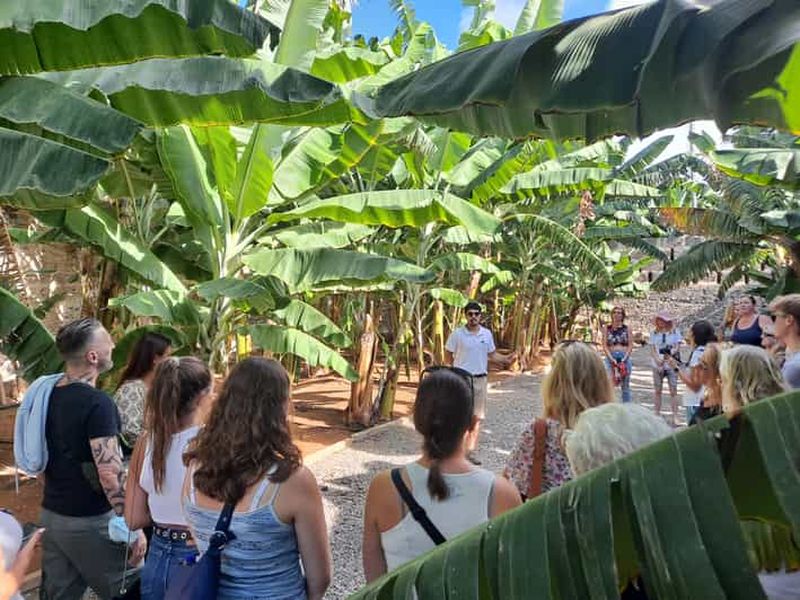 Gran Canaria : visite guidée et dégustation du monde de la banane