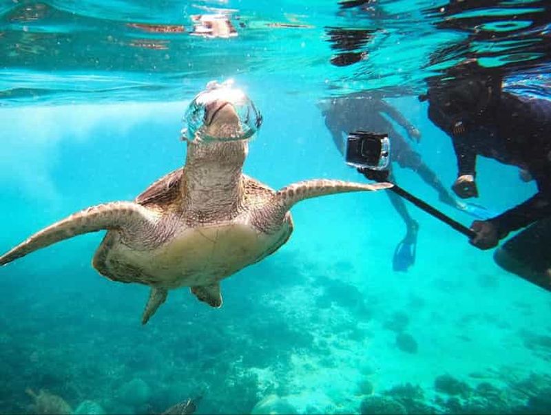 Mascate : excursion de plongée avec tuba aux îles Daymaniat, déjeuner inclus