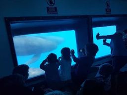 Observation des dauphins et journée plage à Tarifa depuis Séville