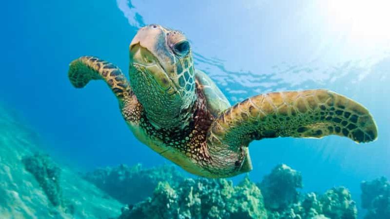 Madagascar : Croisière Nosy Sakatia avec les tortues géantes