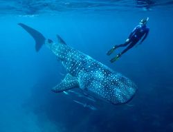 Cancún ou Riviera Maya : snorkeling avec les requins-baleines et plage de Playa Norte