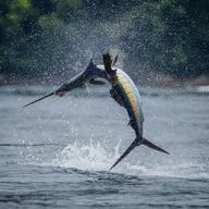 ZANZIBAR GRANDE PÊCHE