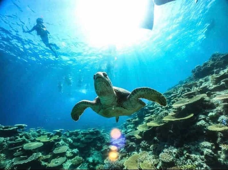 Iriomote : excursion en bateau avec plongée avec tuba à l'île de Barasu