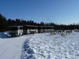 Zoo sauvage Saint-Félicien : Billet journalier hiver 2025-2026