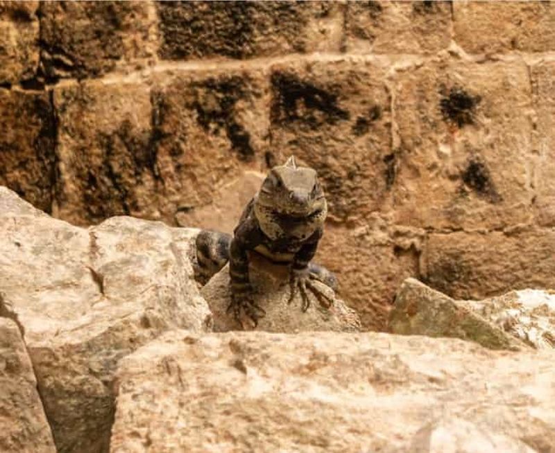 Visite guidée d'Uxmal et des étonnants cénotes avec déjeuner au départ de Mérida.