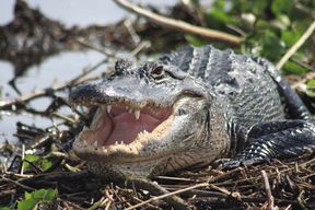 Safari d'une journée dans les Everglades au départ de Sanibel, Fort Myers et Naples