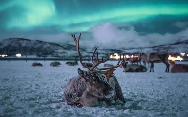 Tromsø : traîneau à rennes, dîner et possibilité d'aurores boréales