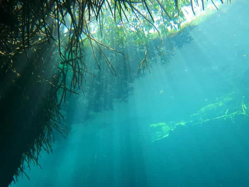 PLONGÉE DANS LES CENOTES DE MAYA, LE PLUS GRAND AQUIFÈRE DU MONDE