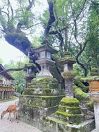 Nara : Excursion en voiture avec le parc aux daims et le temple Todai-ji