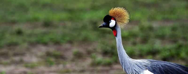 Au départ de Dar es Salaam : circuit de 5 jours dans le parc national de Gombe