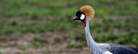 Au départ de Dar es Salaam : circuit de 5 jours dans le parc national de Gombe