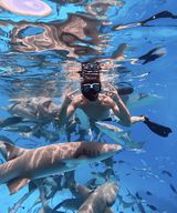 Maafushi : requins-nourrices, raies pastenagues, bancs de sable et dauphins