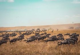 Meilleur safari en Tanzanie - 6 jours - Migration du Serengeti