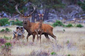 Otterlo : billet d'entrée au parc national De Hoge Veluwe