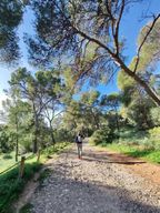 Forêt de Palma et vieille ville : visite en vélo électrique et randonnée au château de Bellver