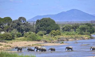 Depuis Zanzibar : safari de 3 jours en avion dans le parc national de Ruaha