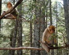 Au départ de Fès : Excursion d'une journée dans le Moyen Atlas, l'Ifran et la forêt des singes