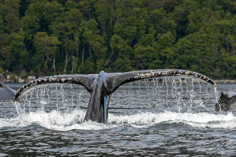 Punta Arenas : Visite d'une jounée des baleines, des pingouins et des glaciers