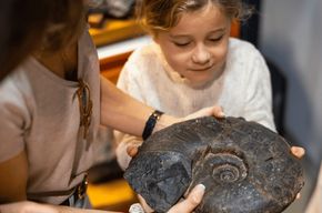 Mutriku : Expérience des fossiles de Nautilus Flysch