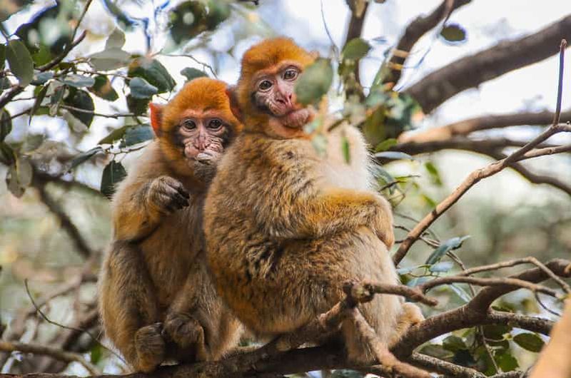 Au départ de Fès : Excursion d'une journée dans le Moyen Atlas et la forêt des singes