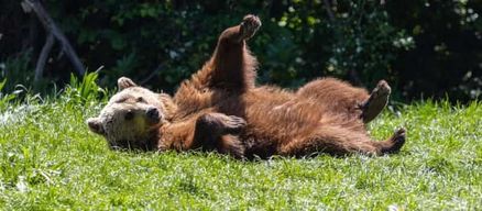 Bucarest : Sanctuaire des ours Libearty et château de Dracula