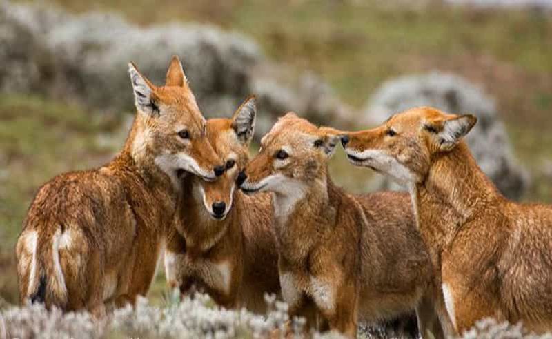 8 jours de safari à Harar, dans la montagne de Bale et dans l'Awash.