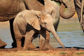 Port Elizabeth : Safari d'une journée tout compris au parc des Éléphants d'Addo