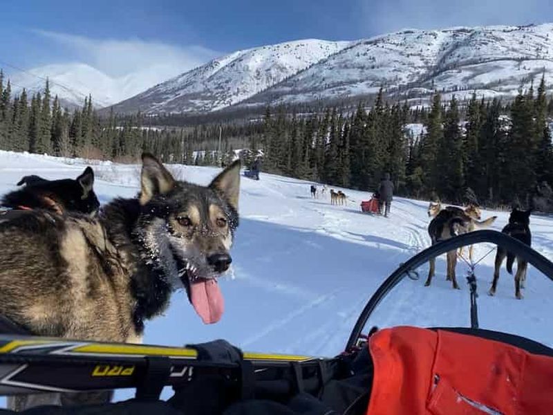Whitehorse : aventure en traîneau à chiens avec chocolat chaud