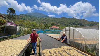 San Pedro Sula : visite caféière, cascade et lac Yojoa