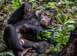 Ouganda : Expérience de 3 jours avec les gorilles depuis Entebbe