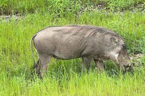 Circuit d'aventure dans le parc national de Mole