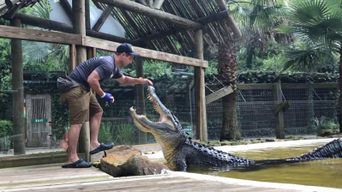 Orlando : Billets pour le parc Wild Florida et spectacles d'alligators
