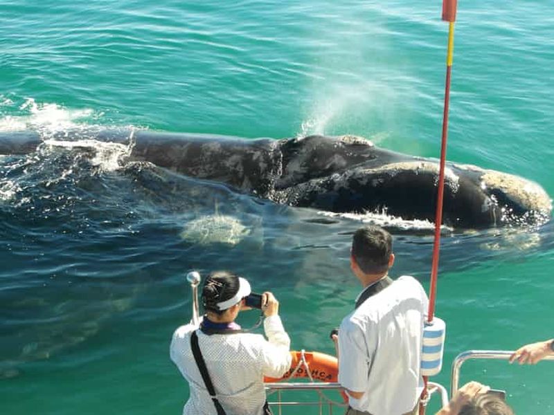 Hermanus : Excursion en bateau pour observer les baleines et les dauphins