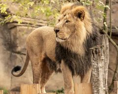 Zoo de Londres : billet d'entrée