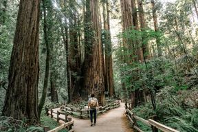 Depuis San Francisco : Excursion d'une demi-journée à Muir Woods et Sausalito