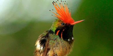 Depuis Cusco : Visite du parc national de Manu et hébergement 3 jours