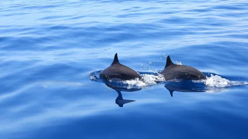 Martinique: observation des dauphins et snorkeling