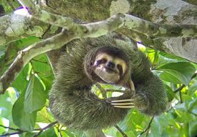 Parc national Manuel Antonio : visite guidée et temps libre à la plage