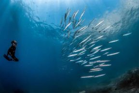 Sorrente : Excursion matinale de plongée en apnée avec un biologiste marin.