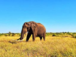 Explorez le parc Kruger et Sabi Sands pendant 4 jours et 3 nuits